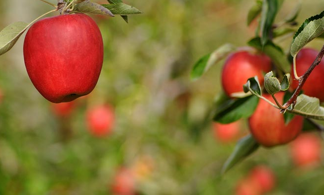 Ndryshimet klimatike po ndryshojnë kultivimin e mollëve në Zvicër