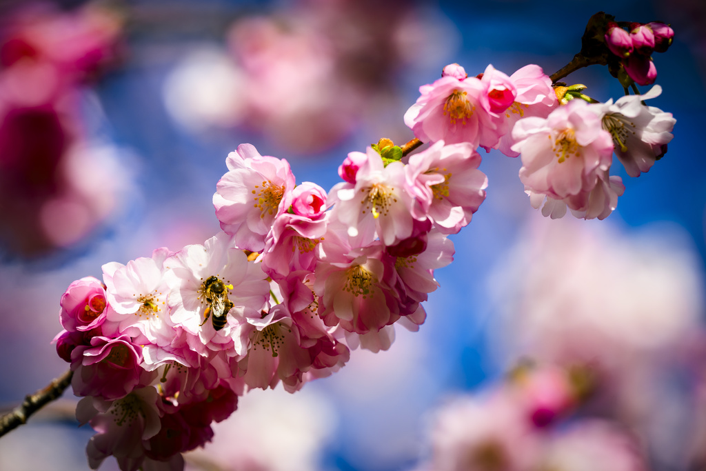 Pas reshjeve masive të borës  Zvicra po përjeton tani temperatura pranverore