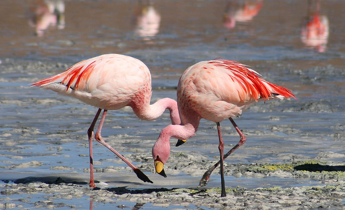 Kopshtet zoologjike zvicerane vaksinojnë zogjtë
