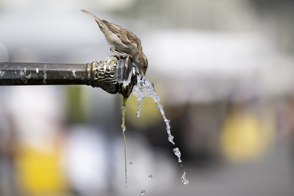 Rekorde temperaturash në shumë qytete zvicerane  por jo në Ticino
